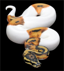 Le python royal, ou Python regius (alimentation, maintenance, reproduction)