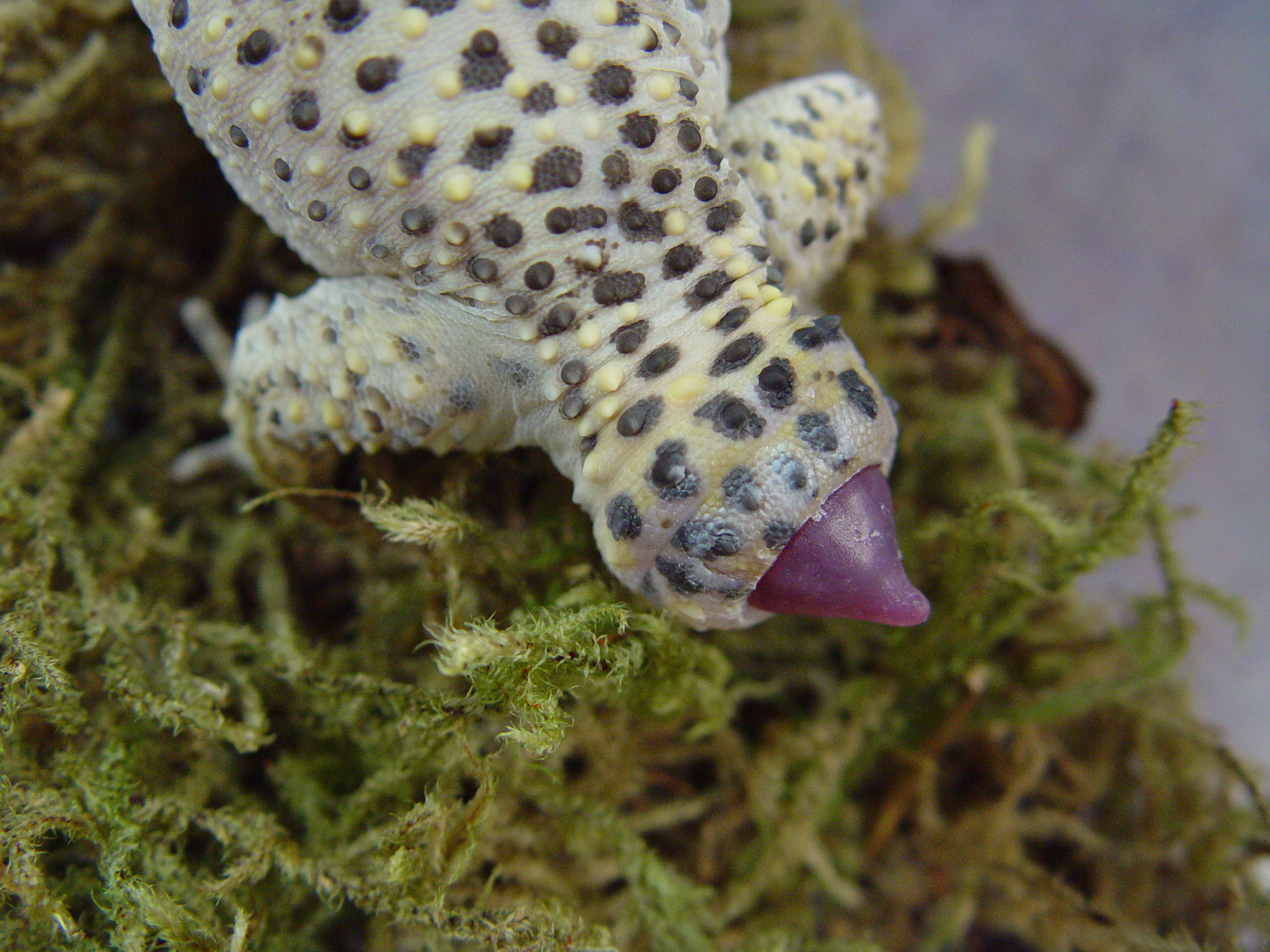 Combien De Fois Un Lezard Peut Perdre Sa Queue Santé : quand le gecko perd la queue (causes, conséquences, solutions) |  animOgen