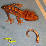 Santé : quand le gecko perd la queue (causes, conséquences, solutions)