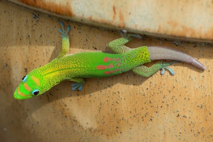 Santé : quand le gecko perd la queue (causes, conséquences, solutions)