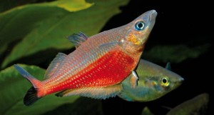 La reproduction du poisson arc-en-ciel, Melanotaenia (paramètres, déroulement, alimentation)