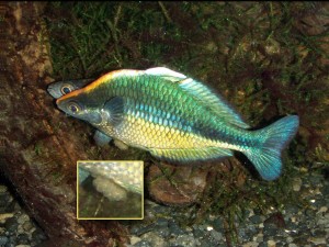 La reproduction du poisson arc-en-ciel, Melanotaenia (paramètres, déroulement, alimentation)
