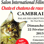 Salon International Félin à Cambrai (59), le dimanche 22 février 2015
