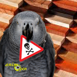 Santé : les bois exotiques toxiques pour nos perroquets ? (liste)
