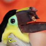 Santé : une imprimante 3D au secours d'un toucan mutilé