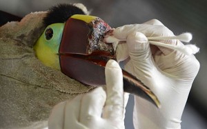 Santé : une imprimante 3D au secours d'un toucan mutilé