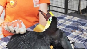 Santé : une imprimante 3D au secours d'un toucan mutilé