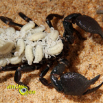 Reproduction : comment nourrir et prendre soin des jeunes scorpions (pullus)