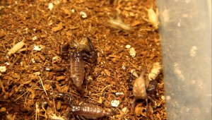 Reproduction : comment nourrir et prendre soin des jeunes scorpions (pullus)