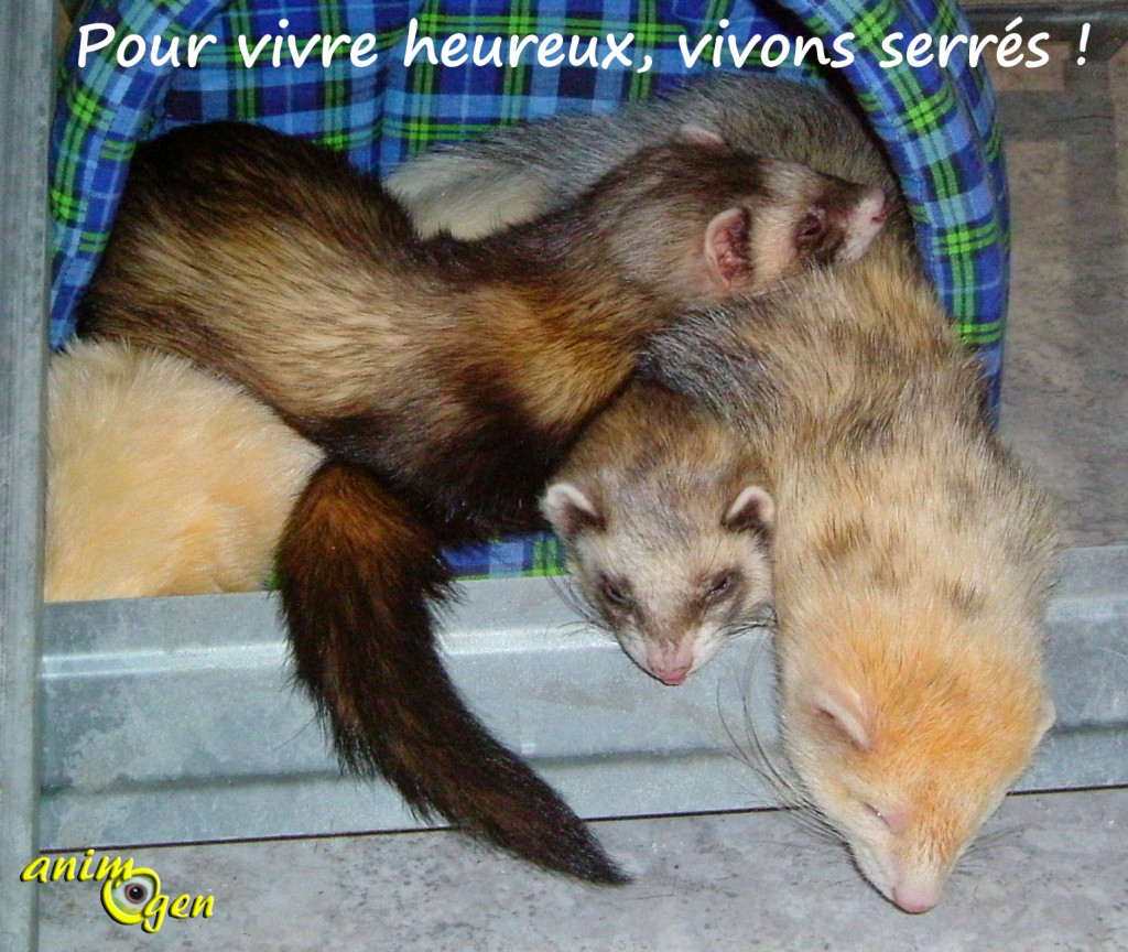 Un furet est-il plus heureux seul ou en groupe ?