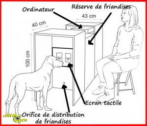 Science : sourire et colère, nos chiens identifient nos émotions