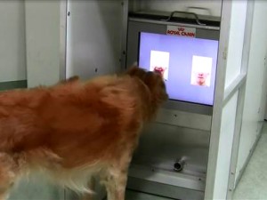 Science : sourire et colère, nos chiens identifient nos émotions