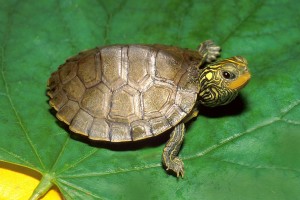 La tortue géographique commune, Graptemys geographica (alimentation, maintenance, comportement)