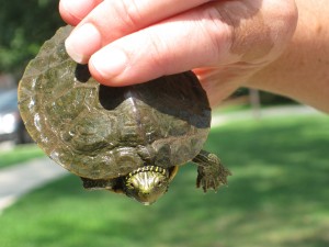 La tortue géographique commune, Graptemys geographica (alimentation, maintenance, comportement)