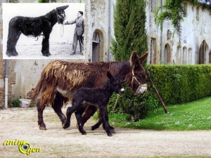 L’âne du Poitou, ou Baudet du Poitou, une race menacée