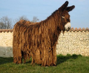 L’âne du Poitou, ou Baudet du Poitou, une race menacée