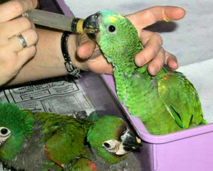 Comportement : les perroquets immatures, entre généralités et individualités