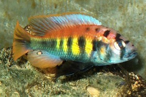 Pundamilia nyererei Ruti Island, le plus coloré des Cichlidés du lac Victoria 