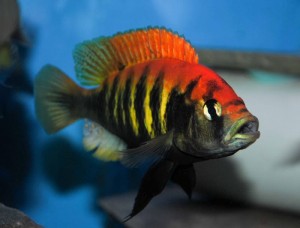 Pundamilia nyererei Ruti Island, le plus coloré des Cichlidés du lac Victoria 