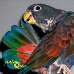 La Pione noire, Pione à ailes de bronze, Pionus chalcopterus