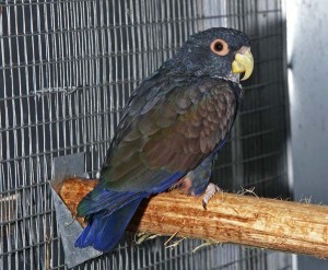 La Pione noire, Pione à ailes de bronze, Pionus chalcopterus