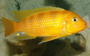Le Metriaclima lombardoi, ou Pseudotropheus  lombardoi un M'buna à fleur de peau