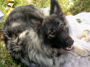 Le Shiloh Shepherd, le chien de tous les défis