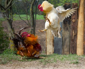 Comportement  : poules et agressivité, lorsqu'une histoire d’œuf tourne à l'omelette