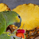 Alimentation : l'ananas, un fruit au parfum d'Amérique dans l'auget de nos perroquets