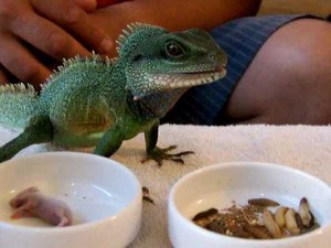 L'alimentation des lézards insectivores