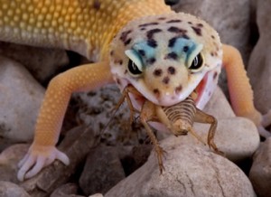 L'alimentation des lézards insectivores