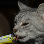 Alimentation et santé : Malt-Soft-Extra, pour l'élimination des boules de poils chez les chats (Gimpet, Gimborn)