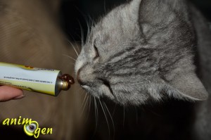Alimentation et santé : Malt-Soft-Extra, pour l'élimination des boules de poils chez les chats (Gimpet, Gimborn)