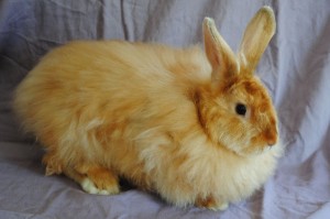 Le lapin angora, ou Ankara