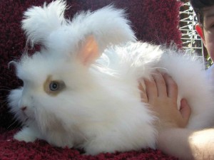 Le lapin angora, ou Ankara