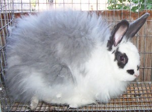 Le lapin angora, ou Ankara