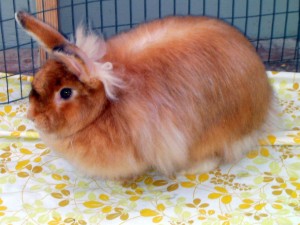 Le lapin angora, ou Ankara