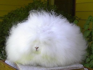 Le lapin angora, ou Ankara