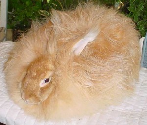 Le lapin angora, ou Ankara