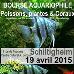 Bourse aquariophile poissons, plantes et coraux à Schiltigheim (67), le dimanche 19 avril 2015