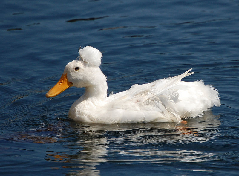 Le canard à pompon blanc, un palmipède qui porte fièrement le « chignon