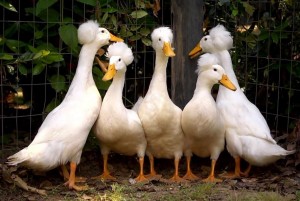 Le canard à pompon blanc, un palmipède qui porte fièrement le "chignon"