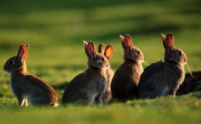 Comment les rapports sociaux s'organisent-ils chez les lapins ?
