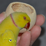 Jeu de patte pour perroquets à fabriquer soi-même : pots de confiture en coques naturelles