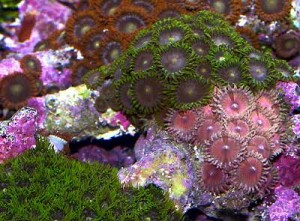 Débuter avec les coraux dans un bac récifal : le Zoanthus, ou Anémone coloniale