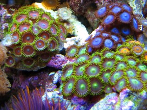 Débuter avec les coraux dans un bac récifal : le Zoanthus, ou Anémone coloniale