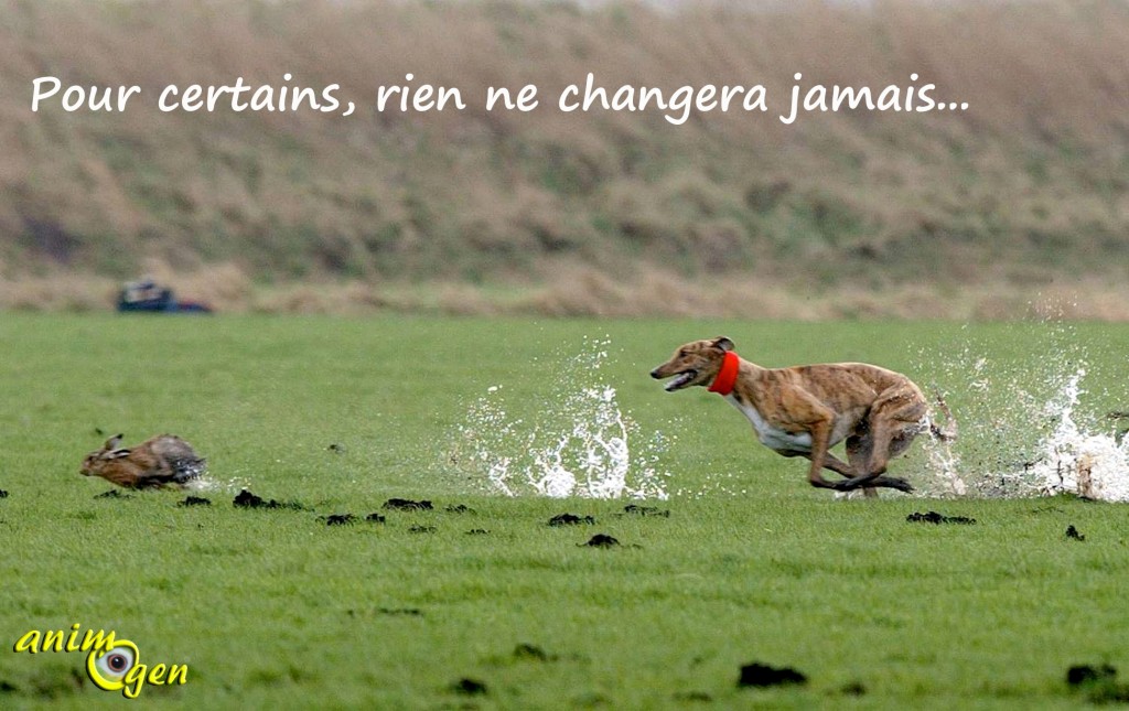 Instinct de prédation : que faire lorsqu'un chien poursuit tout ce qui bouge ?