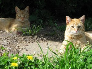 Comportement et territoire des chats à l'extérieur