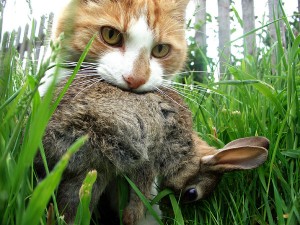 Comportement et territoire des chats à l'extérieur