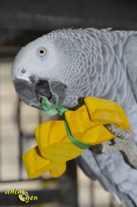 Jouets : des lapins à croquer pour vos rongeurs, lapins et perroquets (tutoriel, test, avis prix)